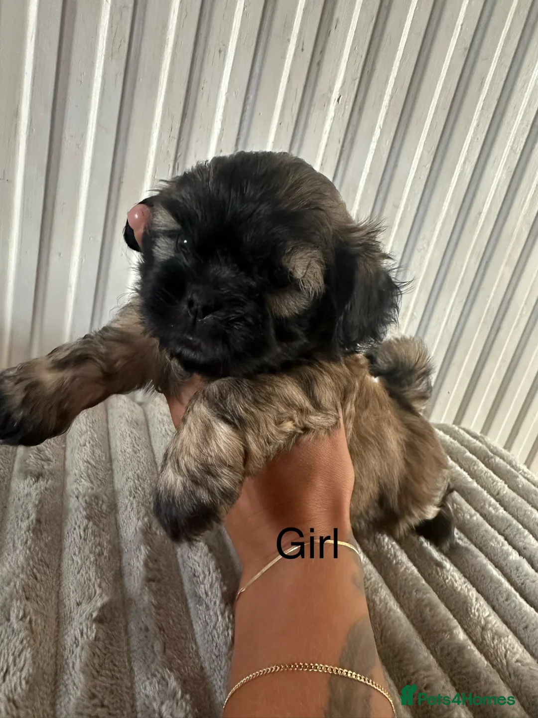 Shihpoo dogs for sale: Shih-poo - Advert 13