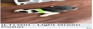 (L1) Girl - Light Green Collar
