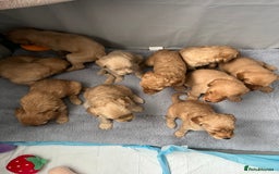 Mixed Breed dogs for sale: 10 gorgeous labradoodle pups - Image 2