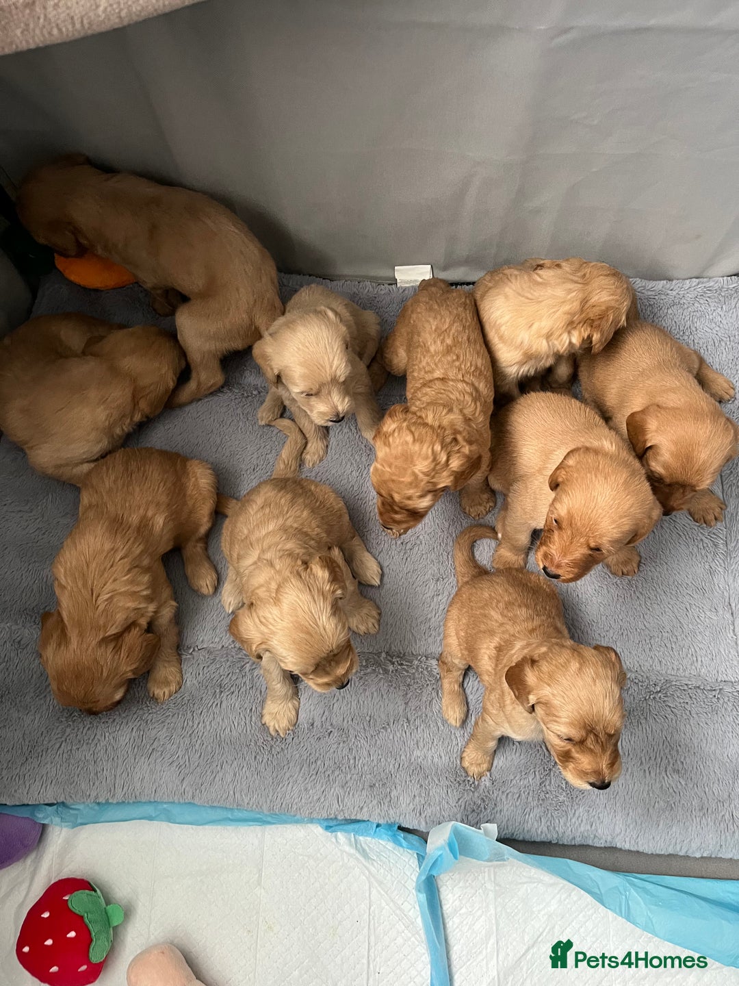 Mixed Breed dogs for sale: 10 gorgeous labradoodle pups - Image 2