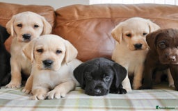 Labrador Retriever dogs for sale: Quality Health Tested Labrador Puppies - Image 9