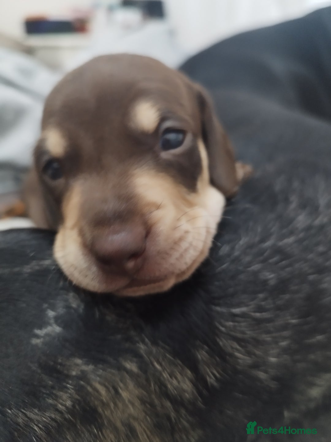 Dachshund dogs for sale: MINIATURE Mini DACHSHUND  - Advert 11