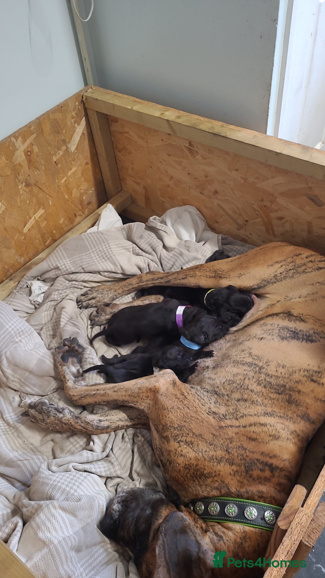 Great Dane dogs for sale: Magnificent litter of black great dane puppies - Advert 1