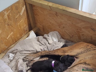 Great Dane dogs Magnificent litter of black great dane puppies - Advert 10