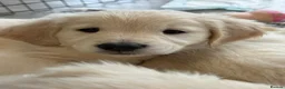Golden Retriever dogs for sale: LAST PUPPY!!!!  Beautiful Golden Retriever Puppies - Advert 4