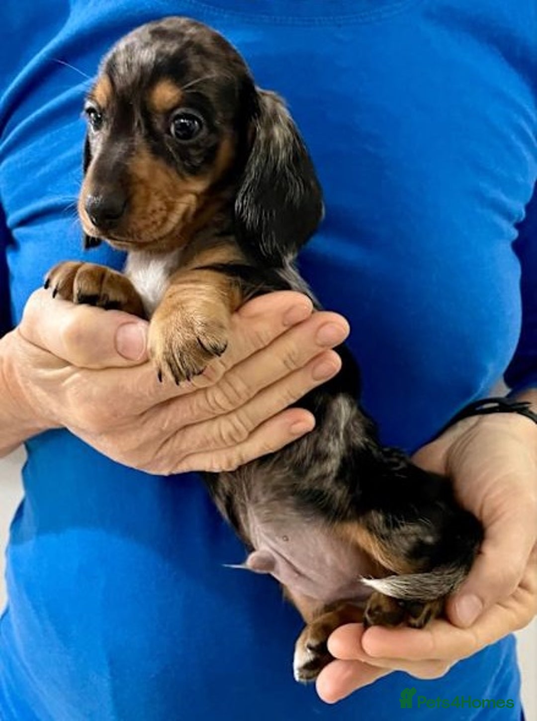 Miniature Dachshund dogs for sale: Healthy dapple smoothaired Dachshund mini pups - Image 4