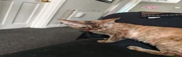 Devon Rex cats for sale: Tica Active  - Advert 1
