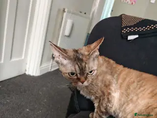 Devon Rex cats Tica Active - Advert 2