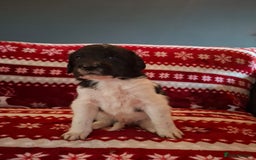 Mixed Breed dogs for sale: Lurcher x standard poodle  - Advert 6