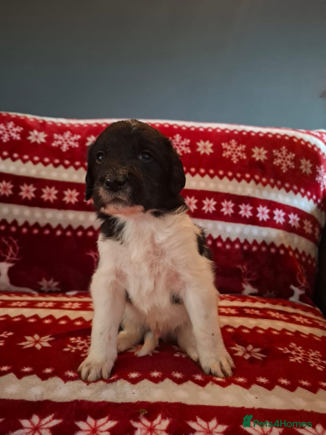 Mixed Breed dogs for sale: Lurcher x standard poodle  - Advert 6