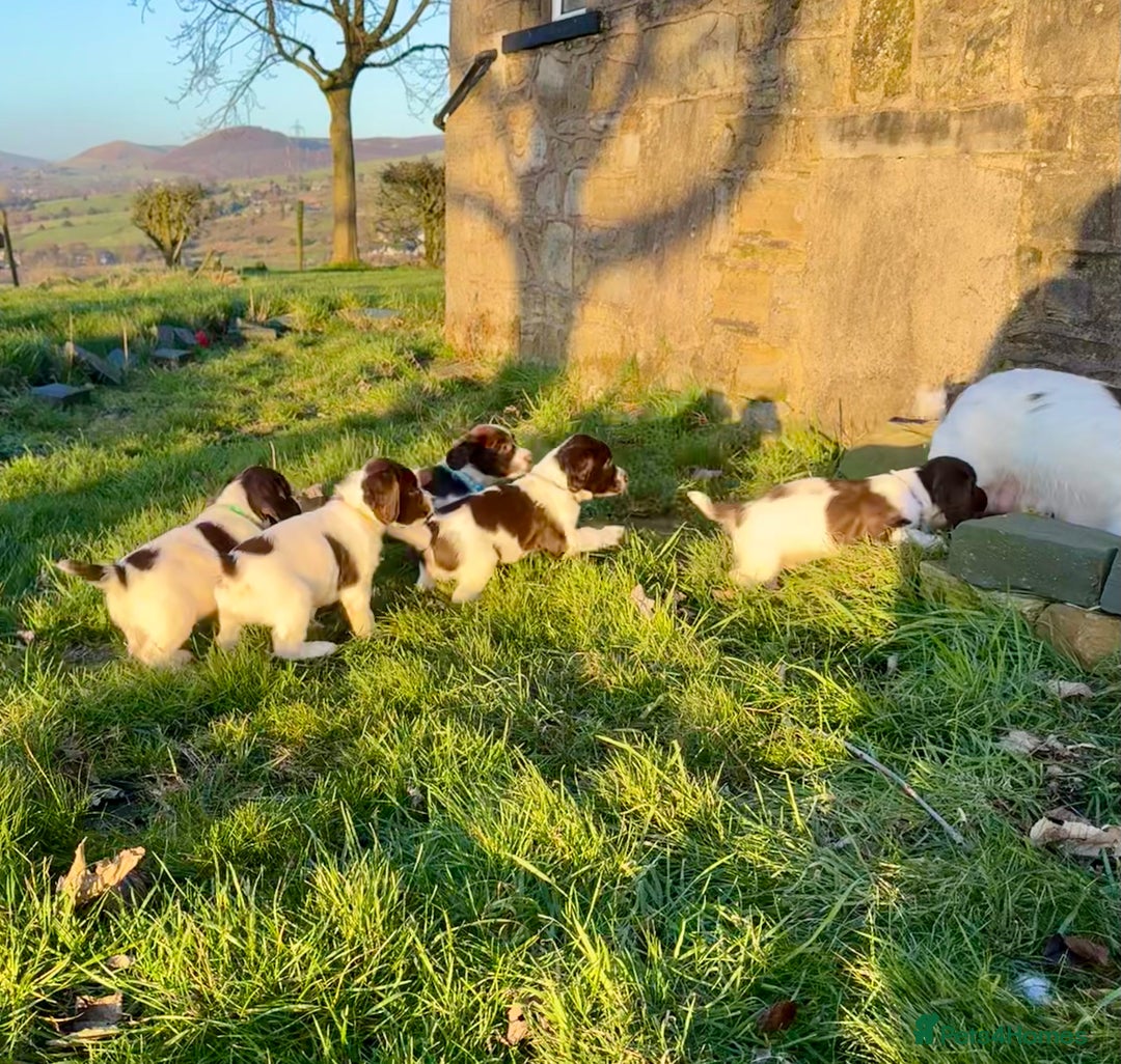 English Springer Spaniel dogs for sale: Beautifully marked, kc registered, legally docked. - Advert 11