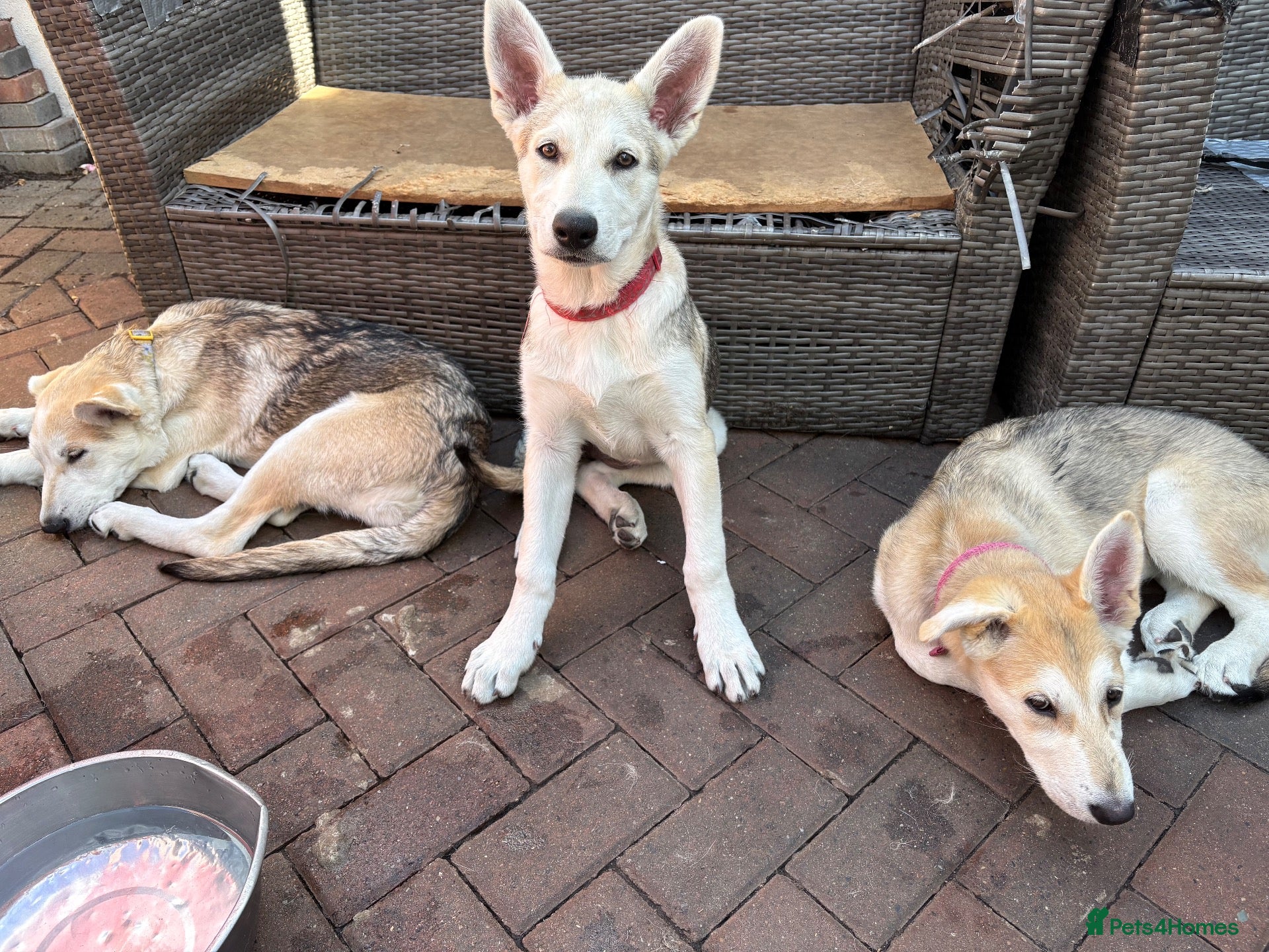 Mixed Breed dogs Low Content Wolfdog puppies  - Advert 3