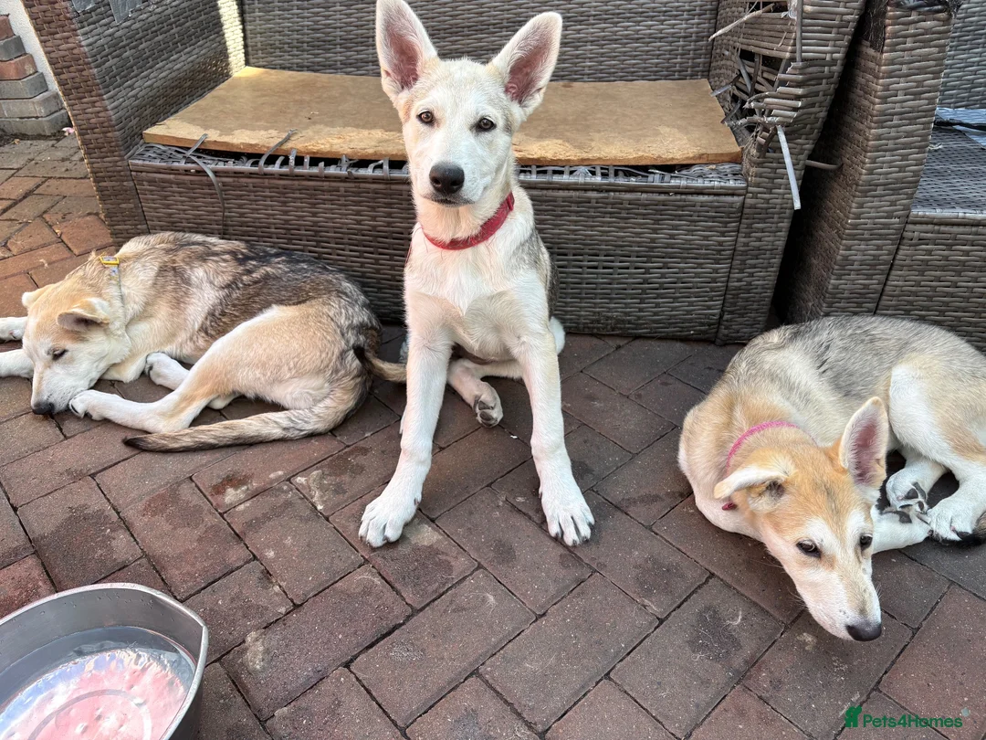 Mixed Breed dogs for sale: Low Content Wolfdog puppies  - Advert 1