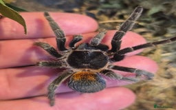 Tarantulas invertebrates for sale: Updated Tarantula list in Hounslow - Image 1