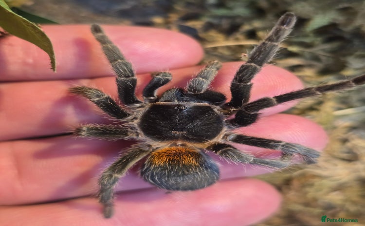 Tarantulas invertebrates in Hounslow - Advert 6