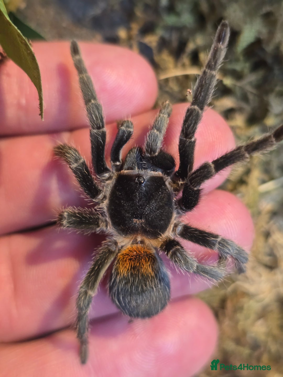 Tarantulas invertebrates for sale: Updated Tarantula list in Hounslow - Image 1