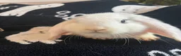 Mini Lop rabbits for sale: 🐰 Mini Lops Ready to Leave 🐰 - Advert 9