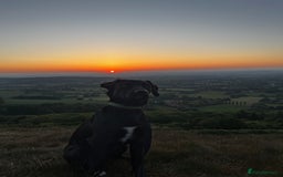 Mixed Breed dogs for sale: 1 year old cocker x collie male  - Image 1