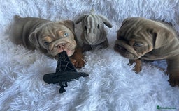 English Bulldog dogs for sale: Outstanding English bulldogs  - Image 18
