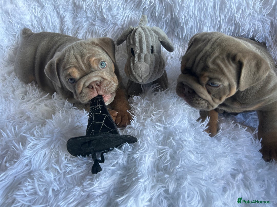 English Bulldog dogs for sale: Outstanding English bulldogs  - Image 18