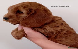 Cockapoo dogs for sale: Stunning F1 Red Miniature - Health Tested Parents - Image 12