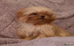 Mixed Breed dogs for sale: TINY IMPERIAL SHITZU X POMERANIAN  - Image 4