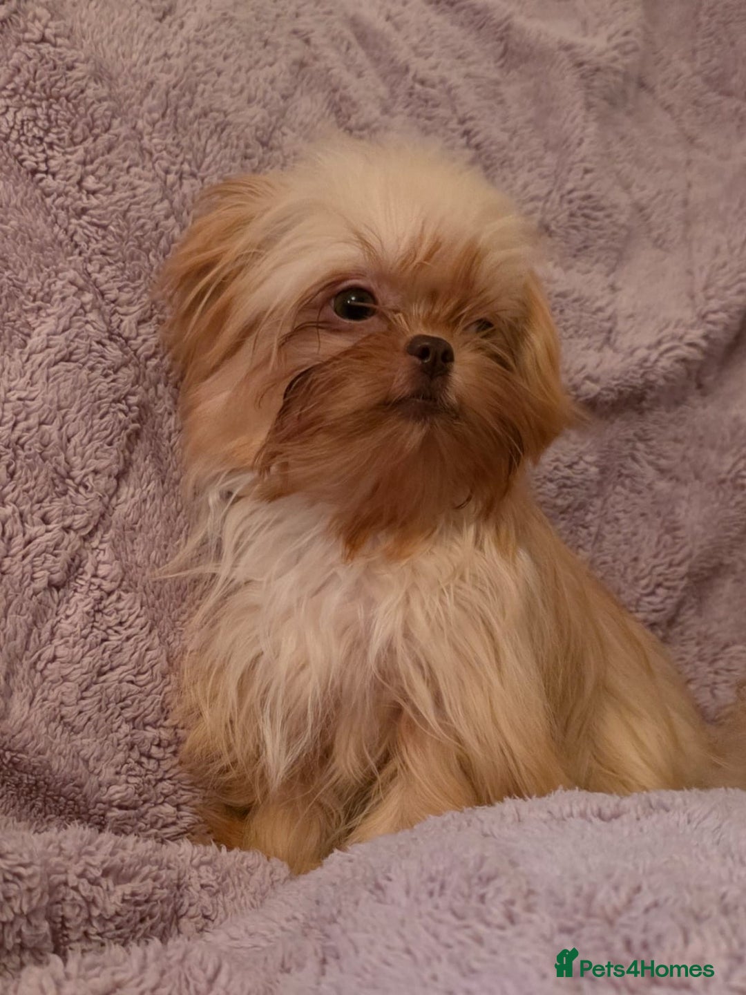 Mixed Breed dogs for sale: TINY IMPERIAL SHITZU X POMERANIAN  - Image 4