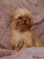 Mixed Breed dogs - Advert 5