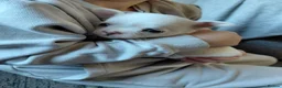 Chihuahua dogs for sale: Chihuahua pups in Ashington - Advert 5