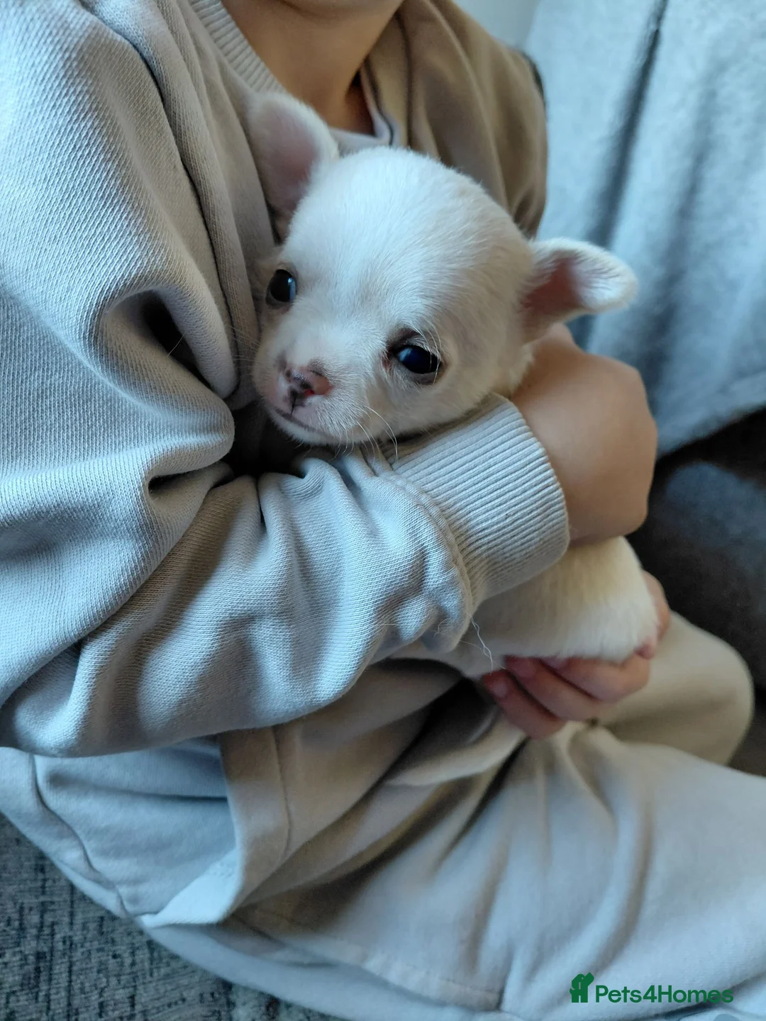 Chihuahua dogs for sale: Chihuahua pups in Ashington - Advert 5