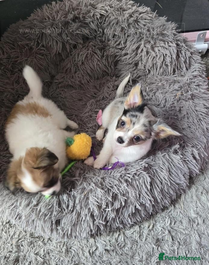 Chihuahua dogs for sale: Adorable Chihuahua Puppies  - Advert 4