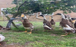 Ducks poultry for sale: Stunning fawn and white runner ducks  - Image 1