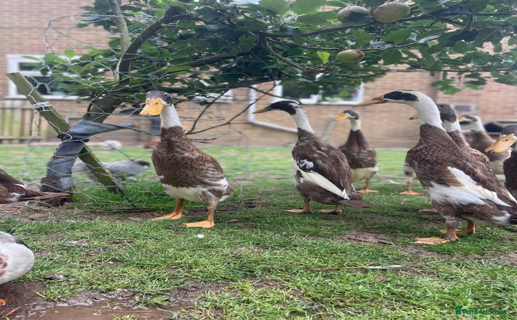 Ducks poultry - Advert 2