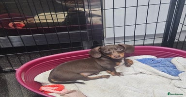 Dachshund dogs - Advert 2