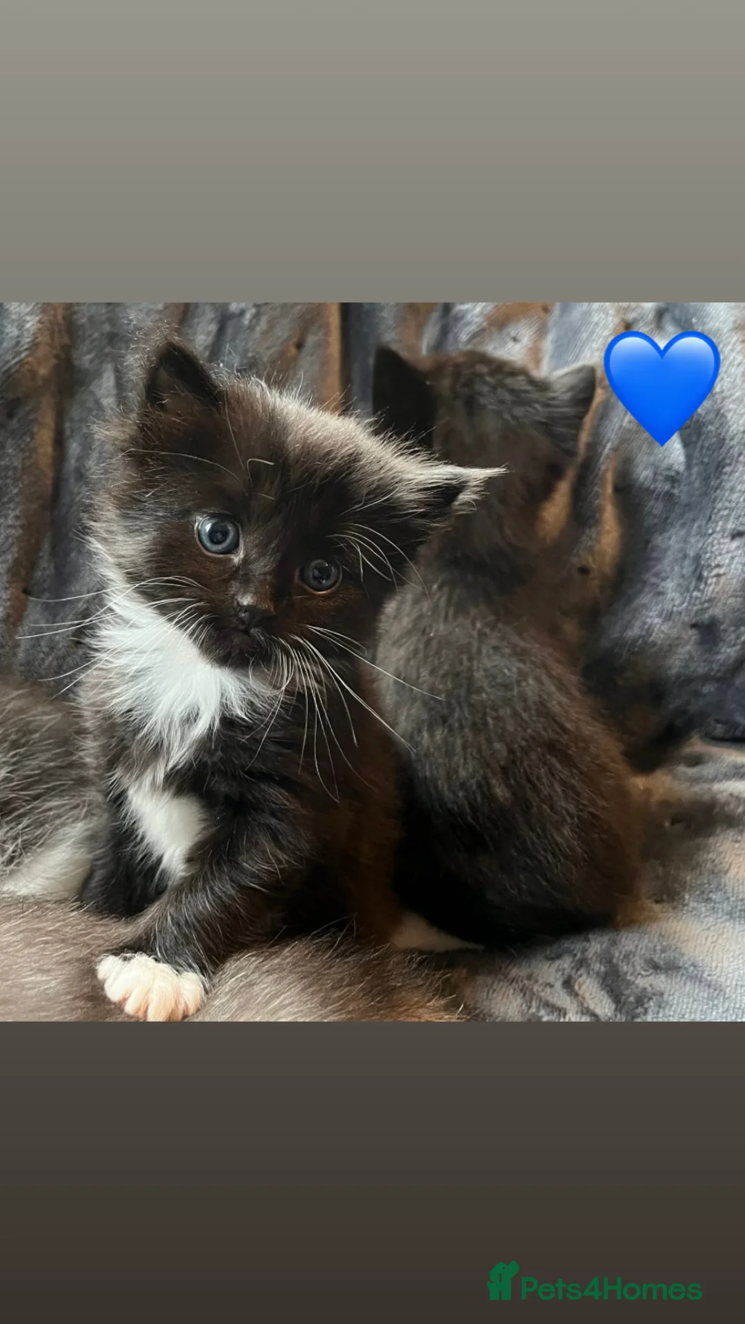 Mixed Breed cats for sale: Beautiful Kittens For Sale❤️ - Advert 6