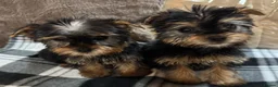 Yorkshire Terrier dogs for sale: 2 beautiful girls looking for 4ever homes 🏠 in Abertillery - Advert 3
