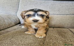Cockapoo dogs for sale:  7 week old Cockapoos 2 girls ( both sold)  1 boy  - Image 9