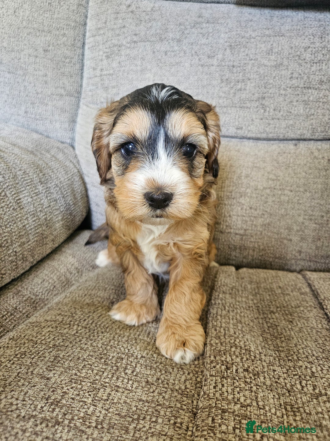 Cockapoo dogs for sale:  7 week old Cockapoos 2 girls ( both sold)  1 boy  - Image 9