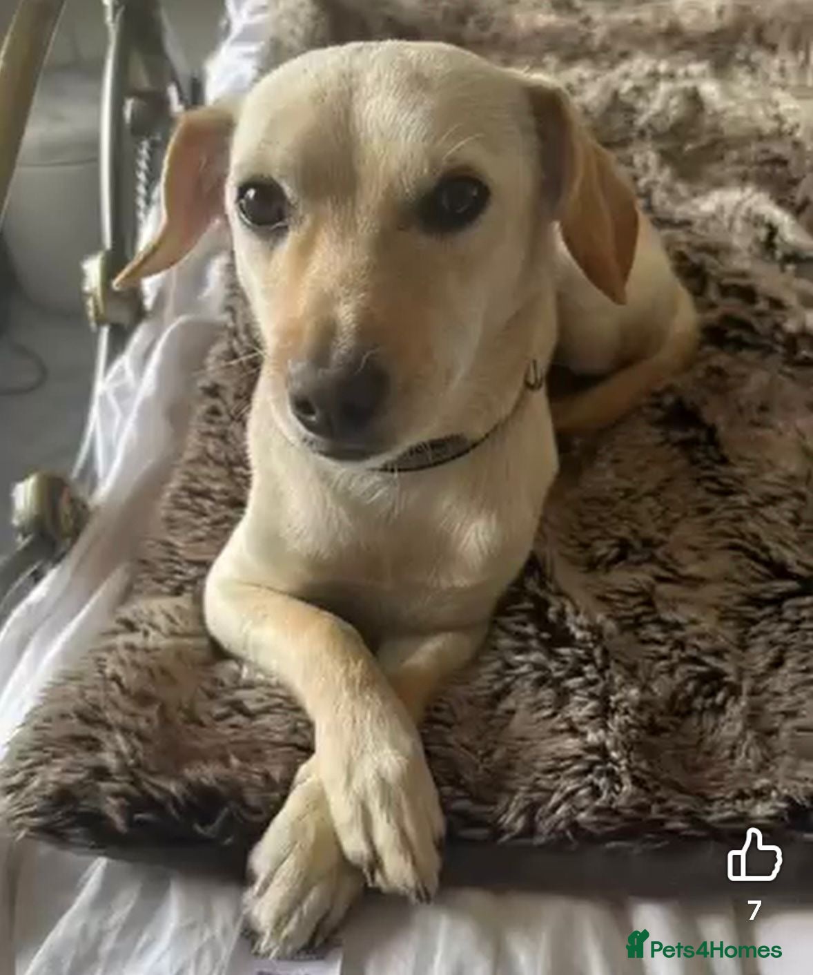 Mixed Breed dogs Chester the little boy  - Advert 17