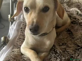 Mixed Breed dogs Chester the little boy - Advert 17