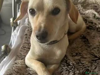 Mixed Breed dogs Chester the little boy - Advert 6