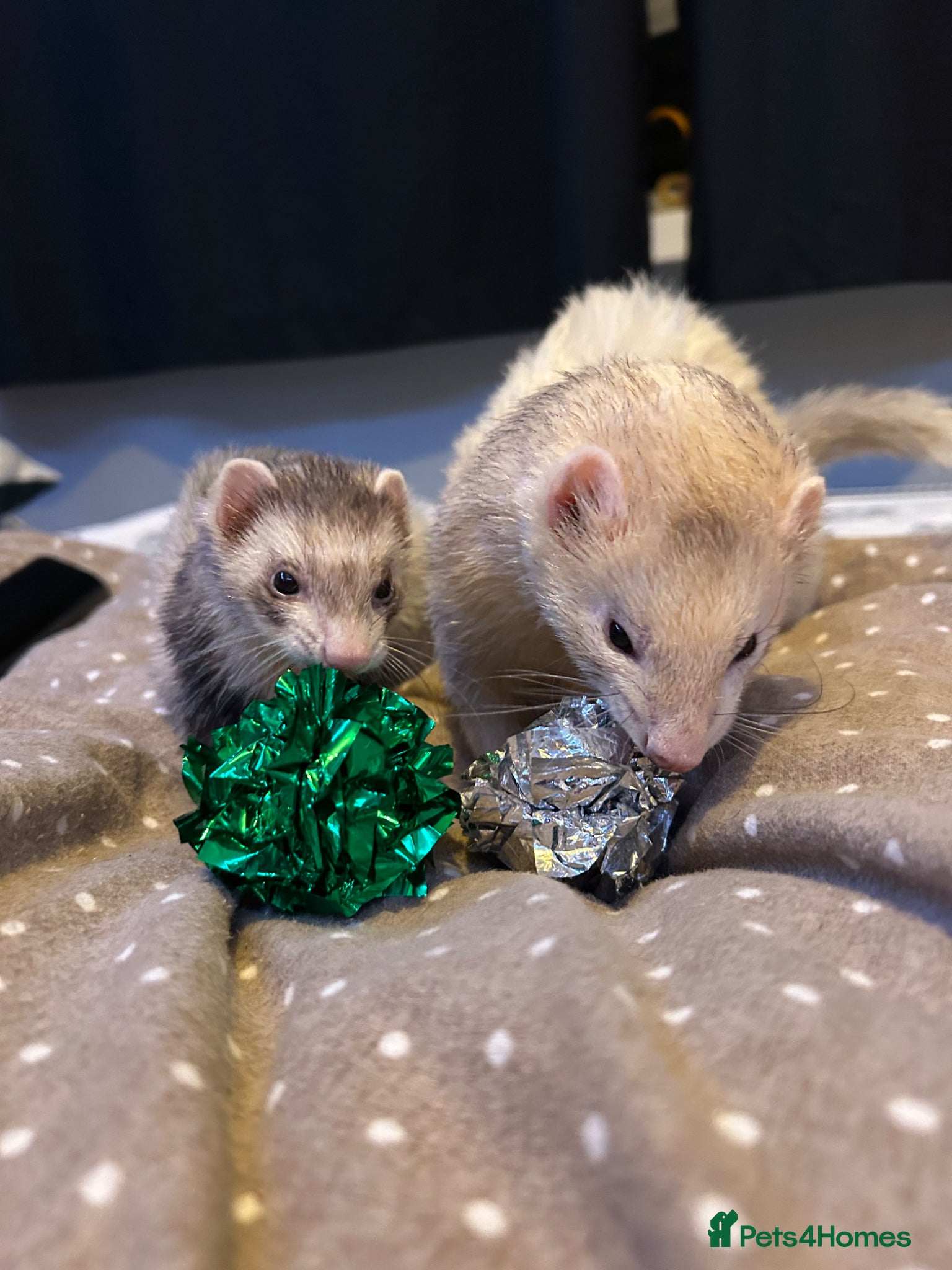 Ferret rodents Two hobs for rehoming. - Advert 1