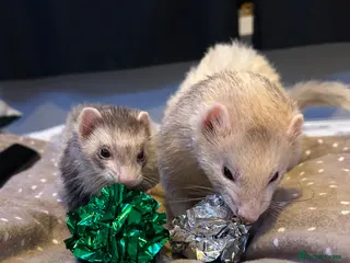 Ferret rodents (STILL AVALIABLE) Two hobs for rehoming. - Advert 4
