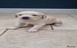 Mixed Breed dogs for sale: Double Doodle puppies  - Image 9