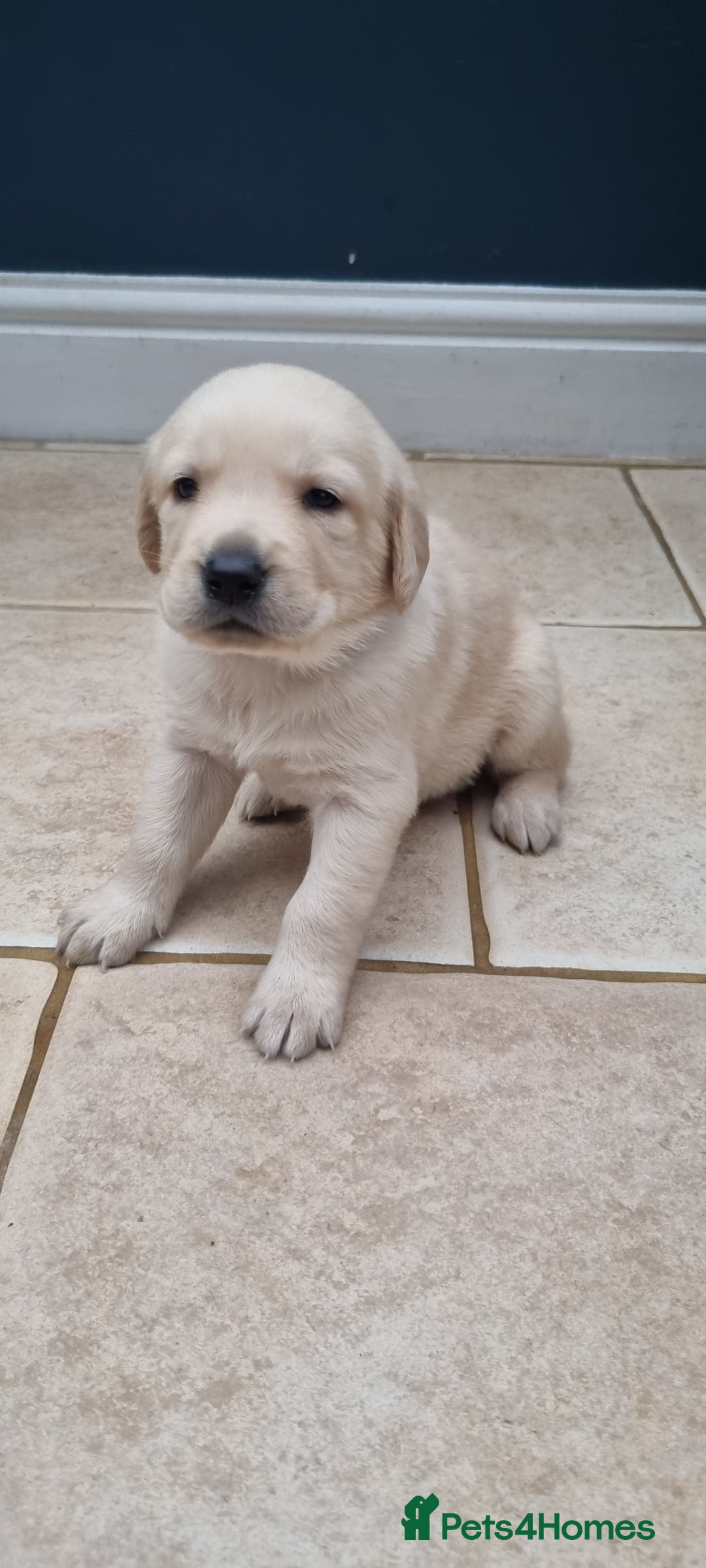 Mixed Breed dogs for sale: Double Doodle puppies  - Image 9