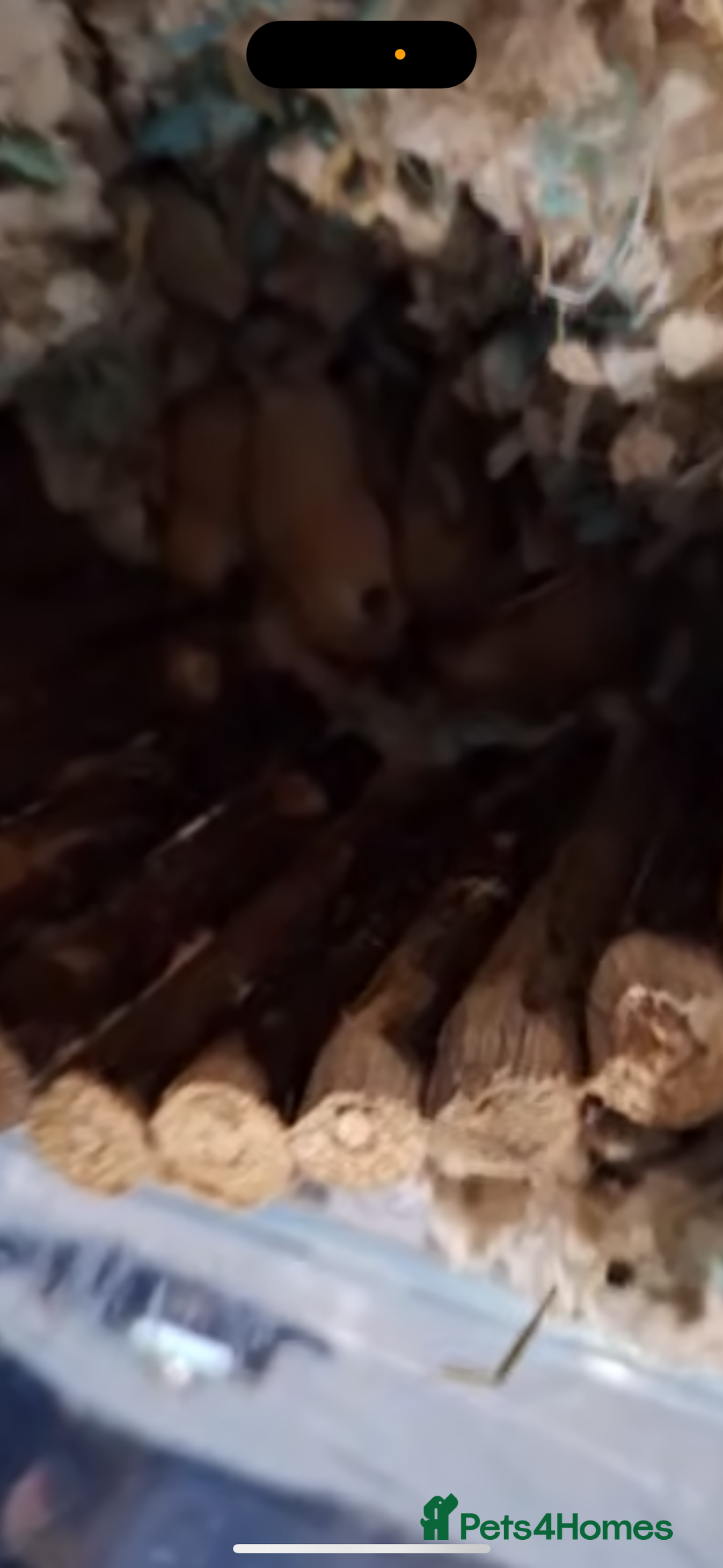 Gerbil rodents for sale: Baby gerbils for sale  - Advert 2