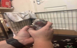 French Bulldog dogs for sale: Two gorgeous French bulldog males  - Advert 9