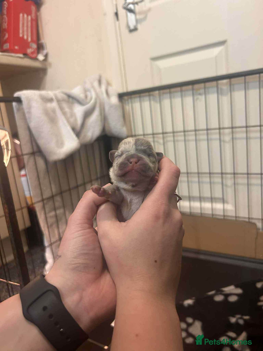 French Bulldog dogs for sale: Two gorgeous French bulldog males  - Advert 9