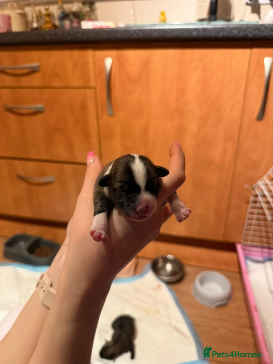 Mixed Breed dogs for sale: Puppies for sale - Advert 8