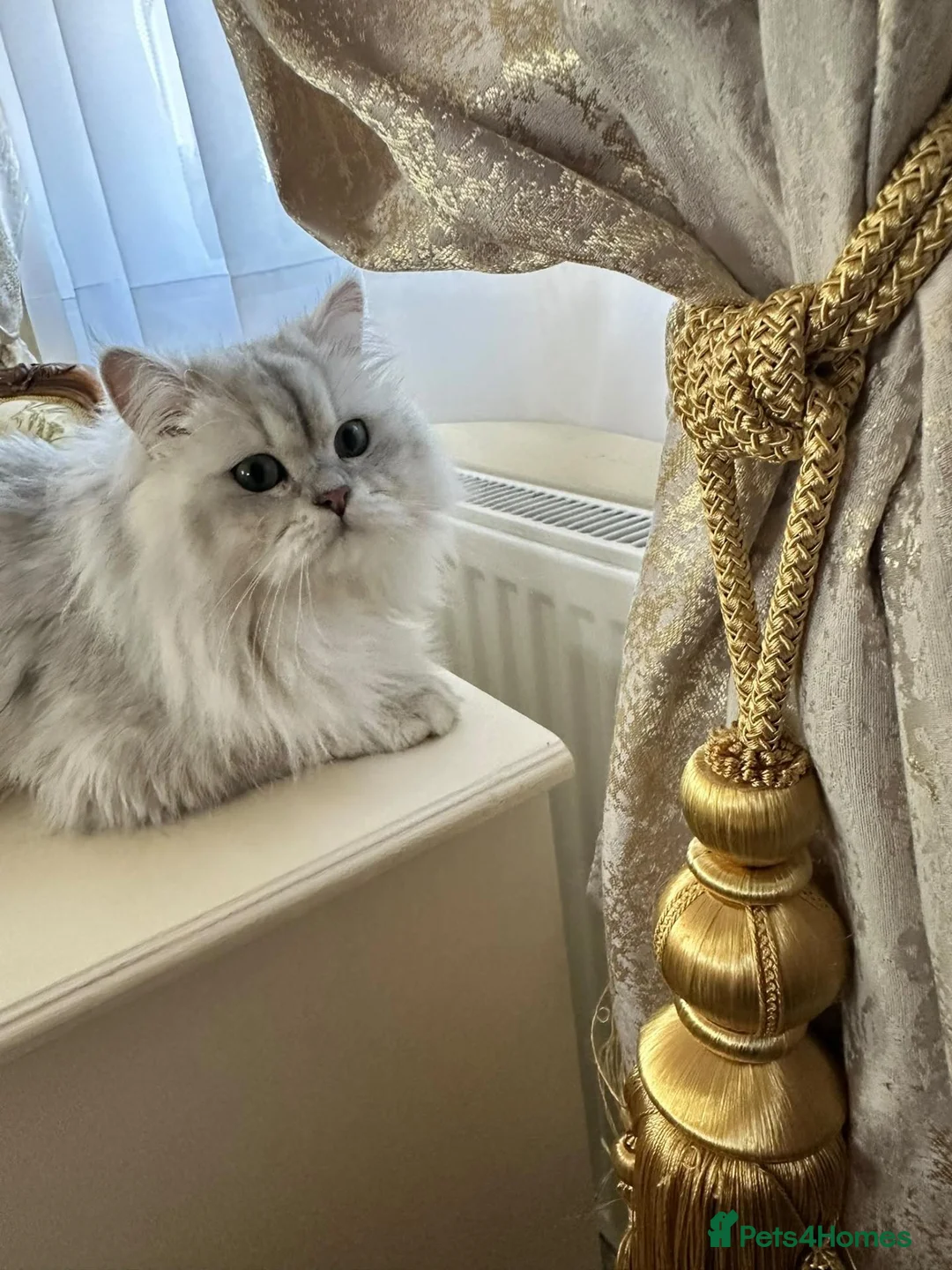 British Longhair cats for stud: BLH male for stud - Advert 6